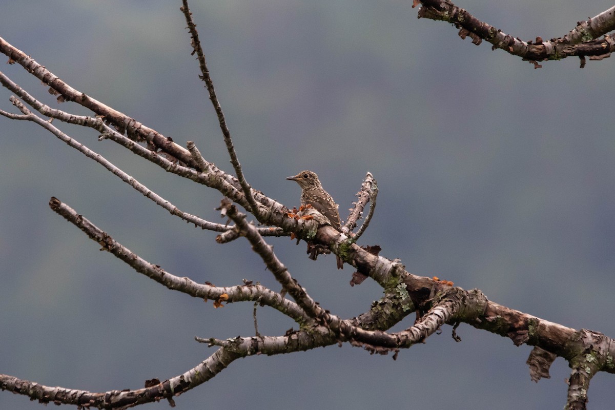 Blue-capped Rock-Thrush - ML641060593