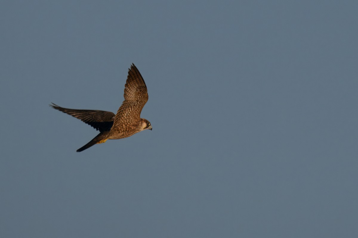 Peregrine Falcon - ML641060600