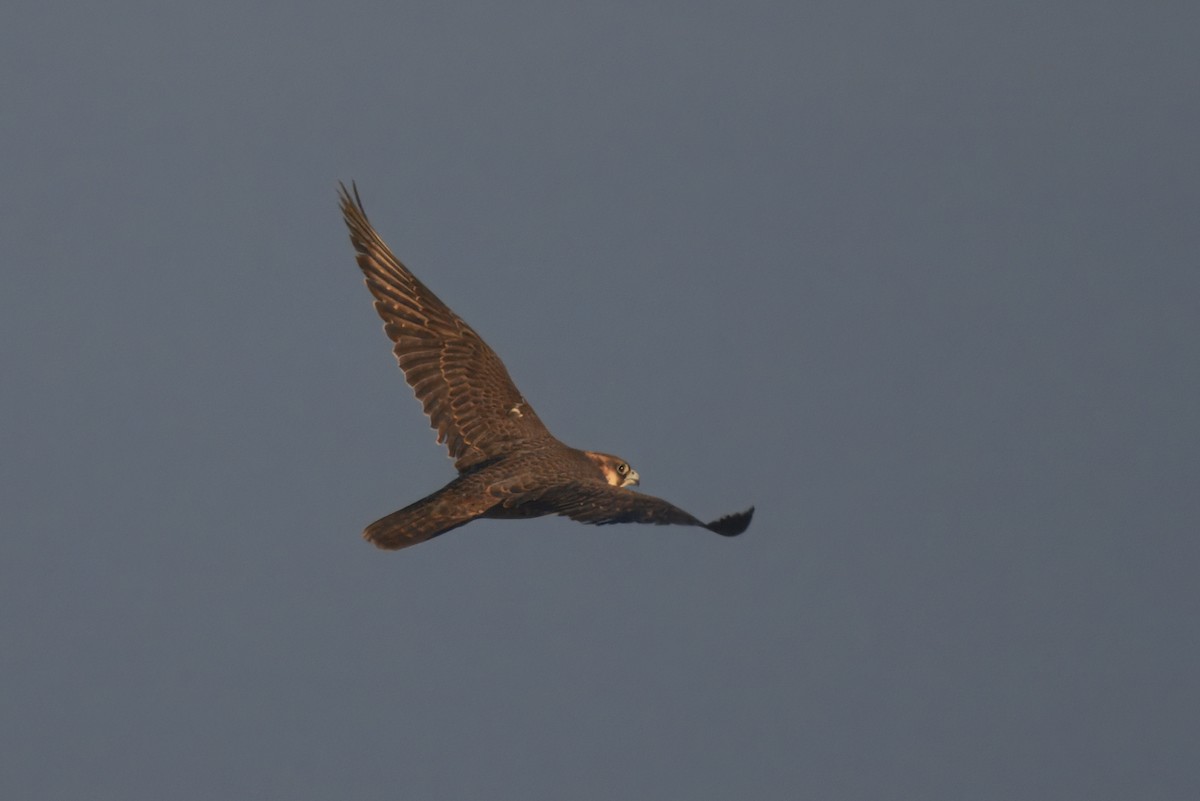 Peregrine Falcon - ML641060601