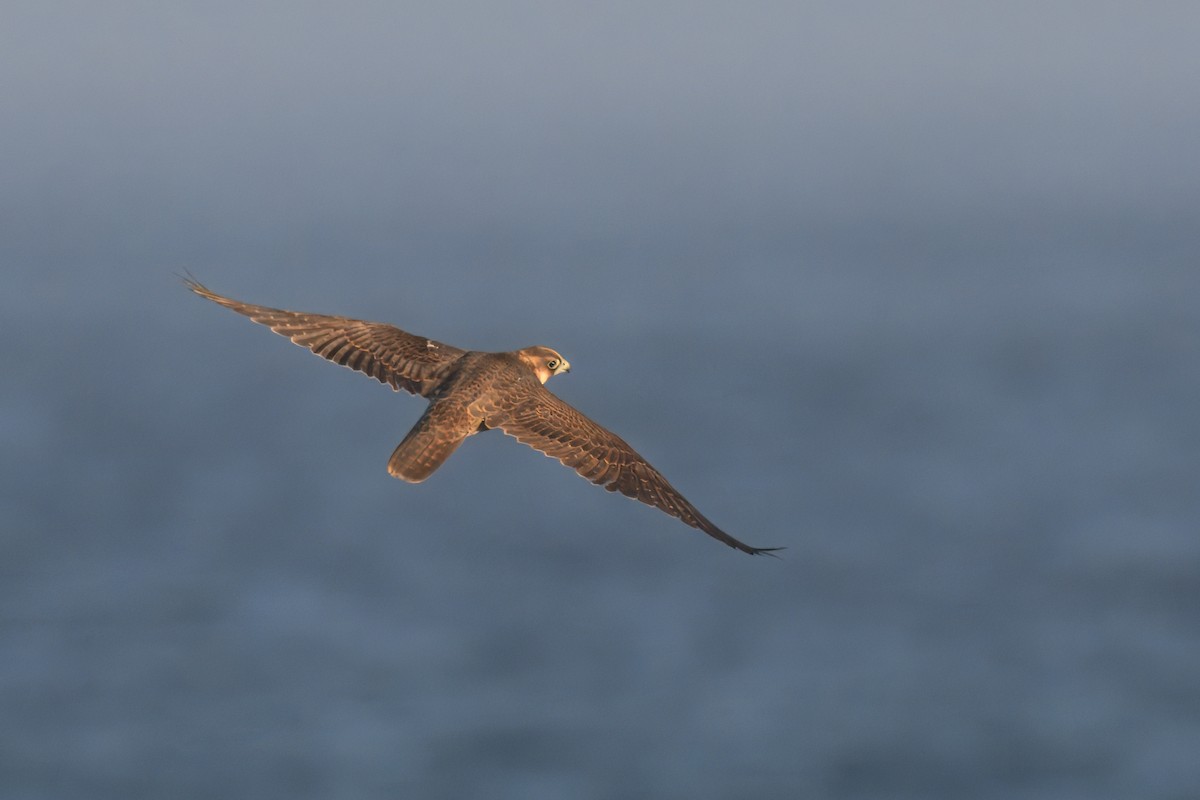 Peregrine Falcon - ML641060602