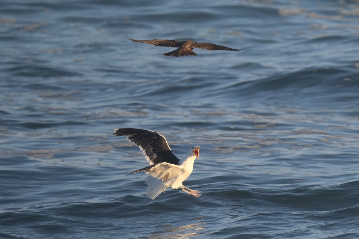 Peregrine Falcon - ML641060604