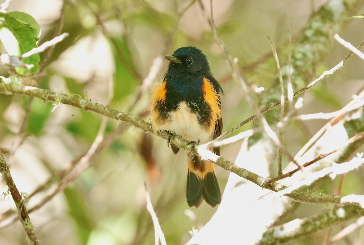 American Redstart - ML641060641