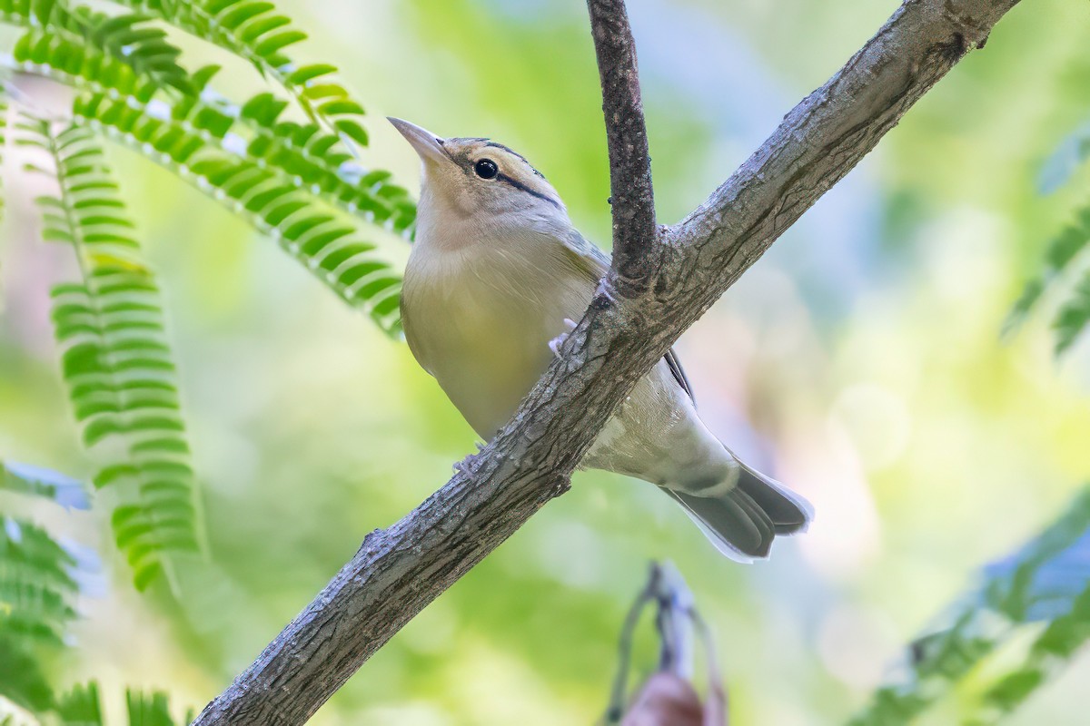 Worm-eating Warbler - ML641060650