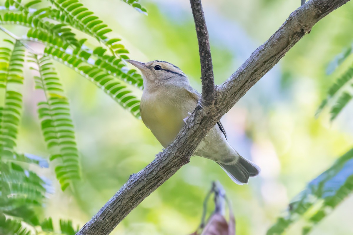Worm-eating Warbler - ML641060654