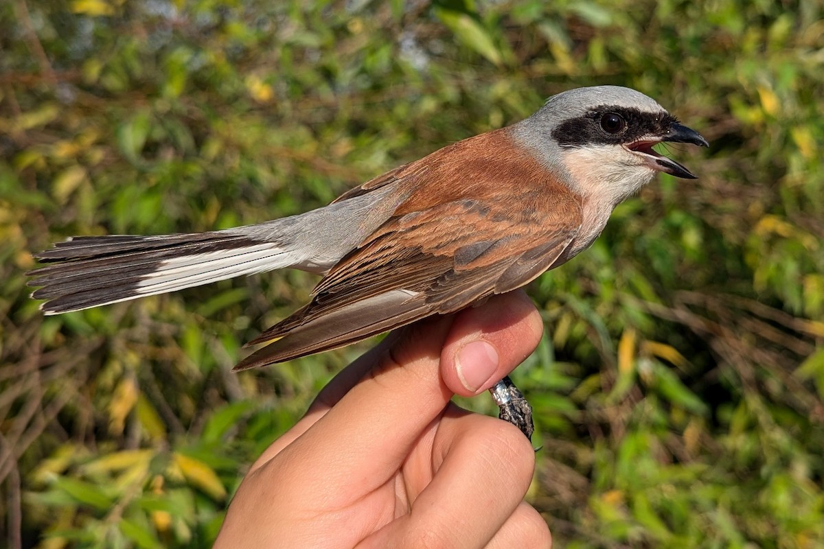 Red-backed Shrike - ML641060655