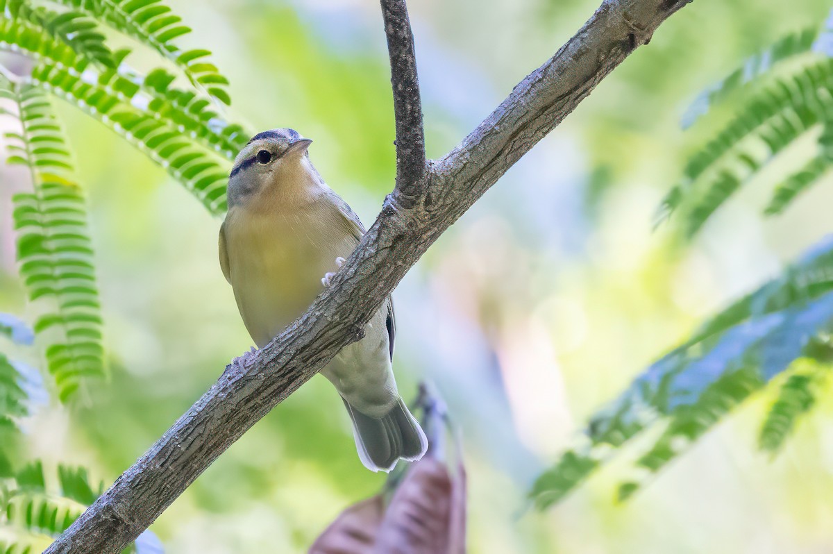 Worm-eating Warbler - ML641060663