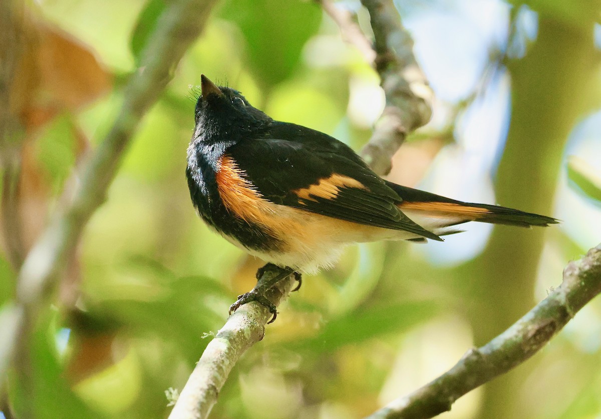 American Redstart - ML641060664