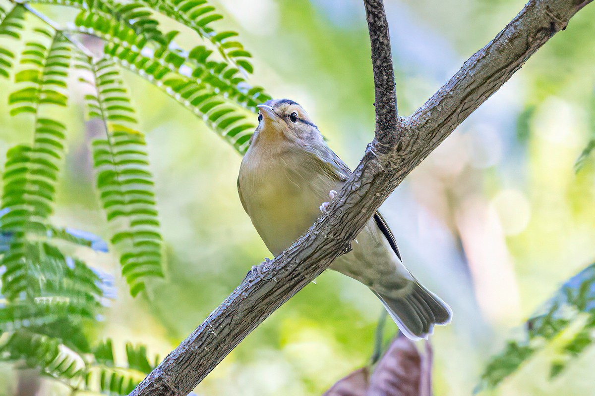 Worm-eating Warbler - ML641060667