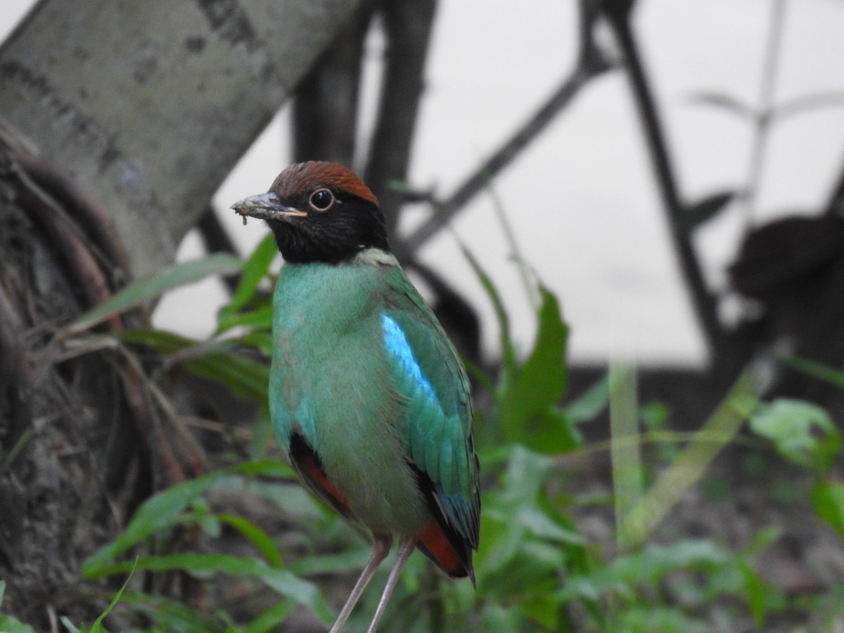Western Hooded Pitta - ML641060669