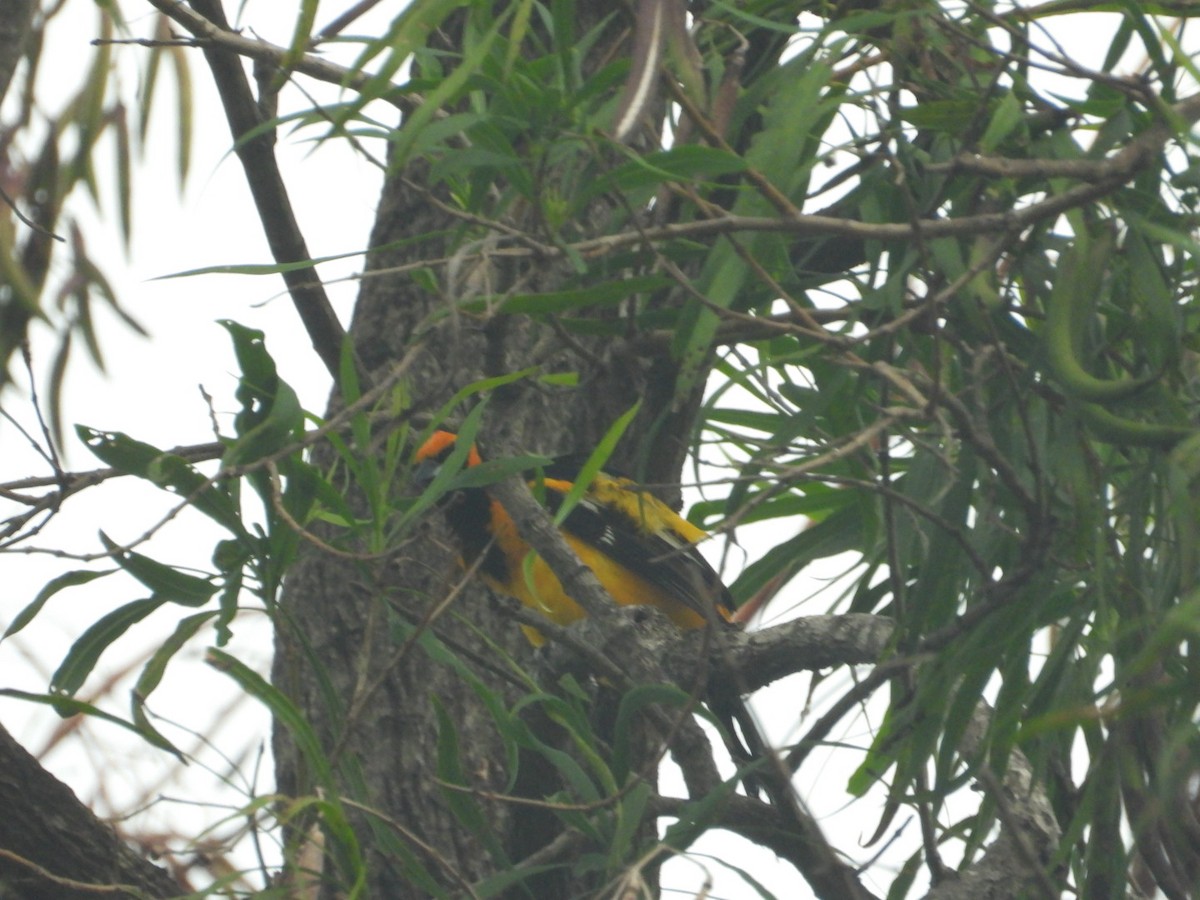 Altamira Oriole - ML641060690