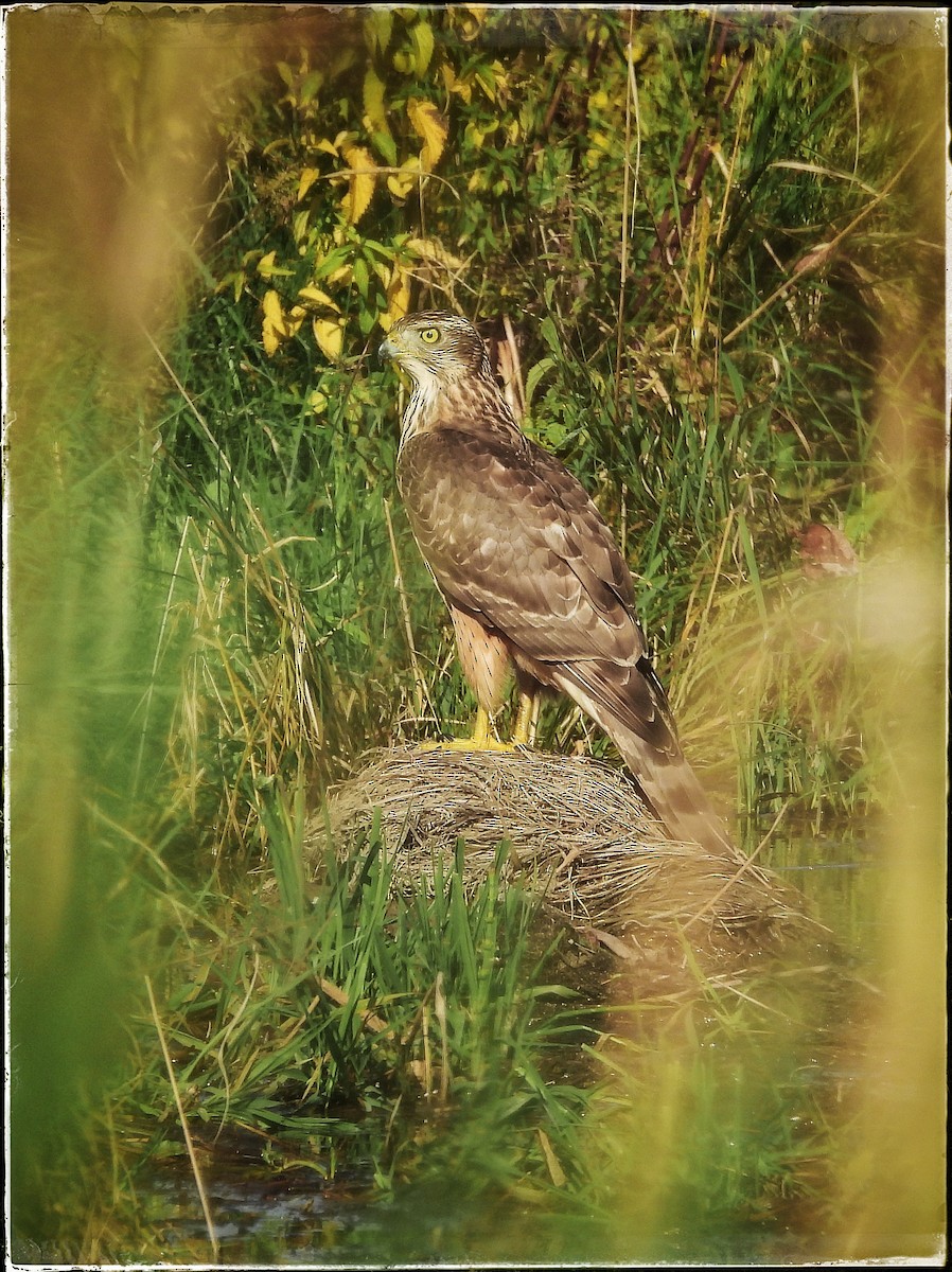 Eurasian Goshawk - ML641060693