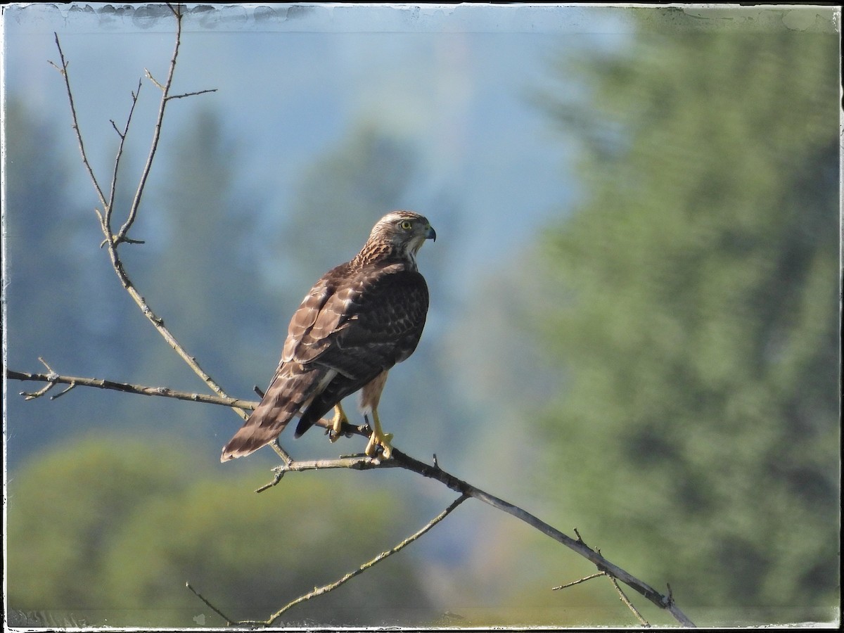 Eurasian Goshawk - ML641060694