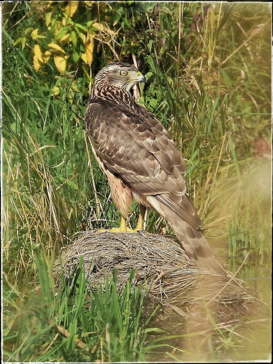 Eurasian Goshawk - ML641060695