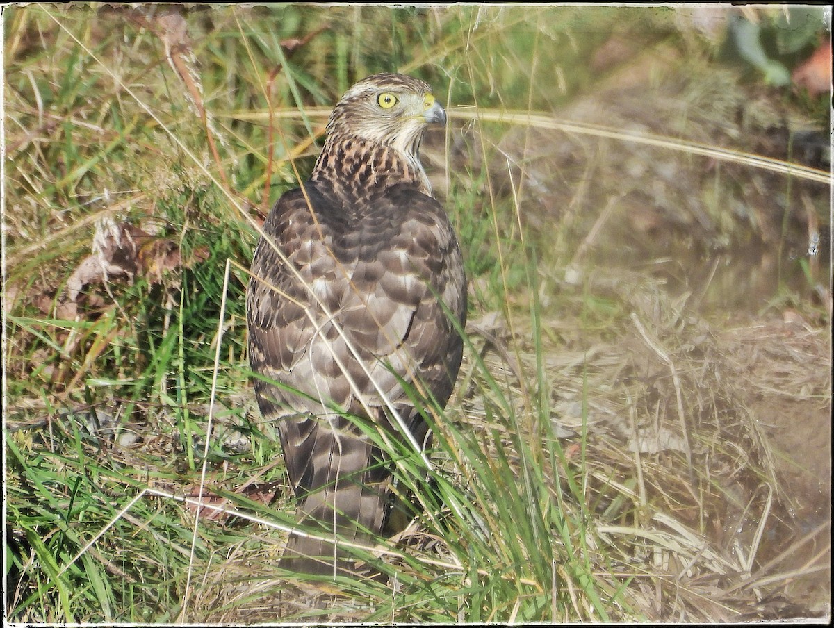 Eurasian Goshawk - ML641060696
