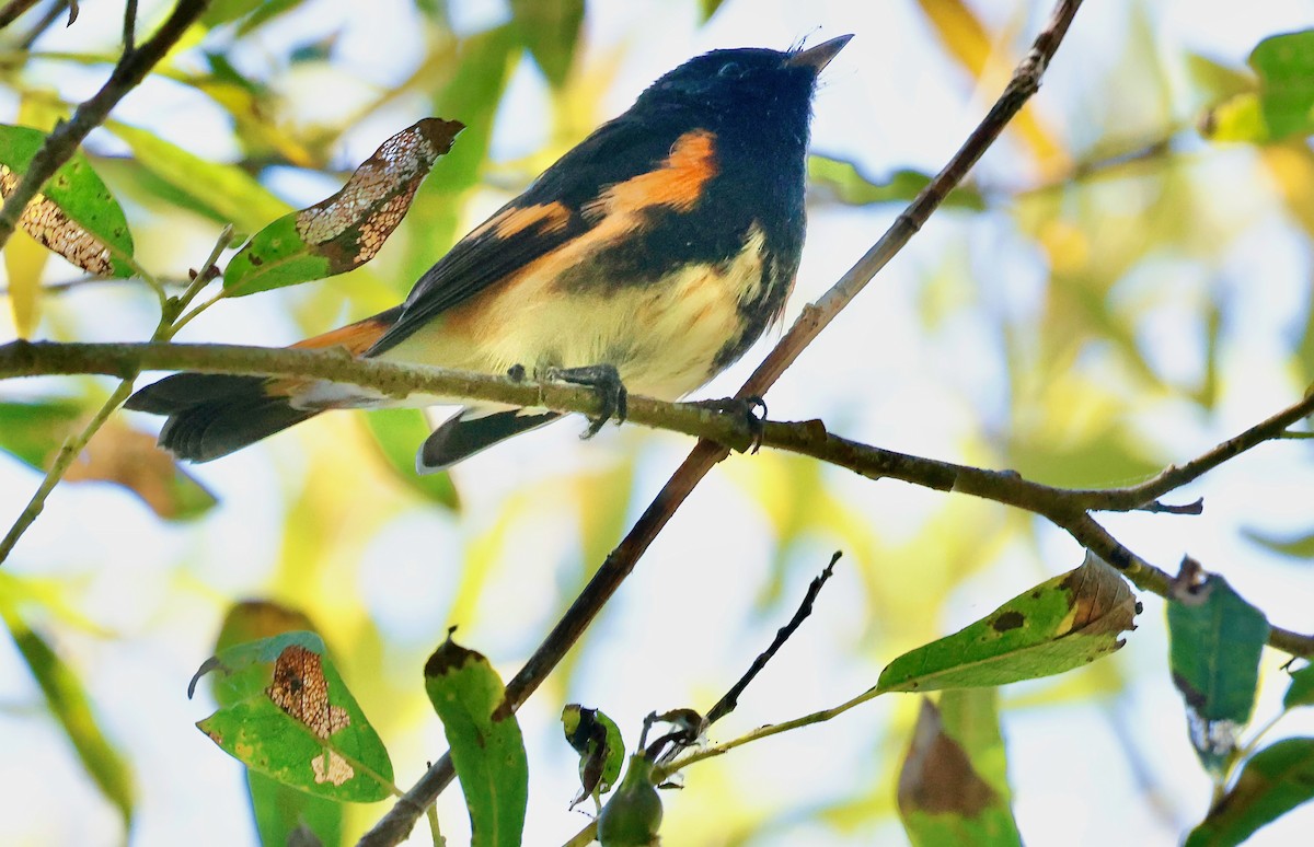 American Redstart - ML641060707