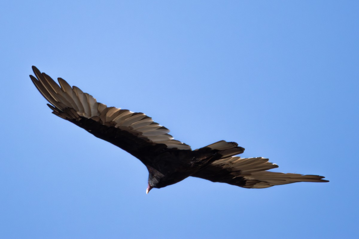 Turkey Vulture - ML641060733