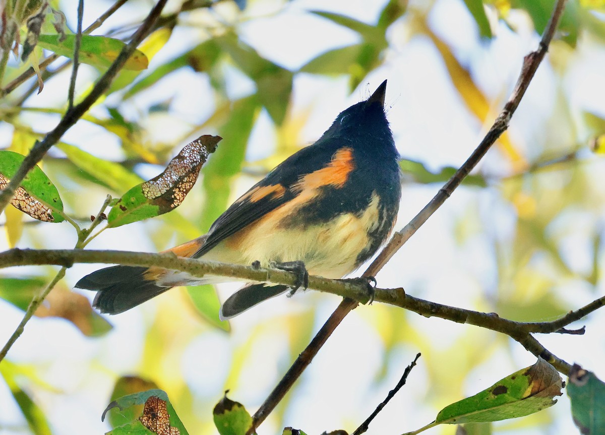 American Redstart - ML641060740