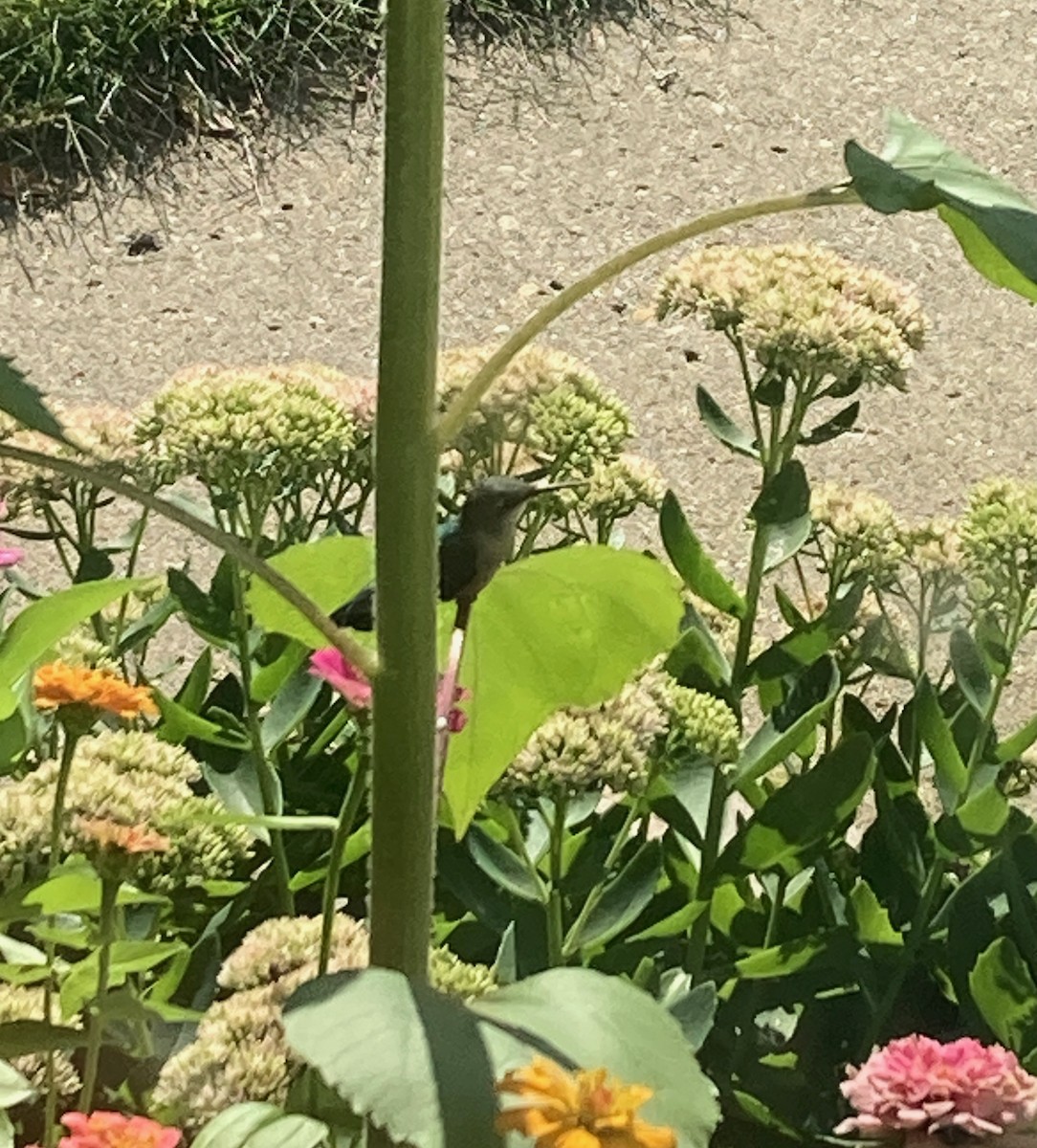 Ruby-throated Hummingbird - ML641060741