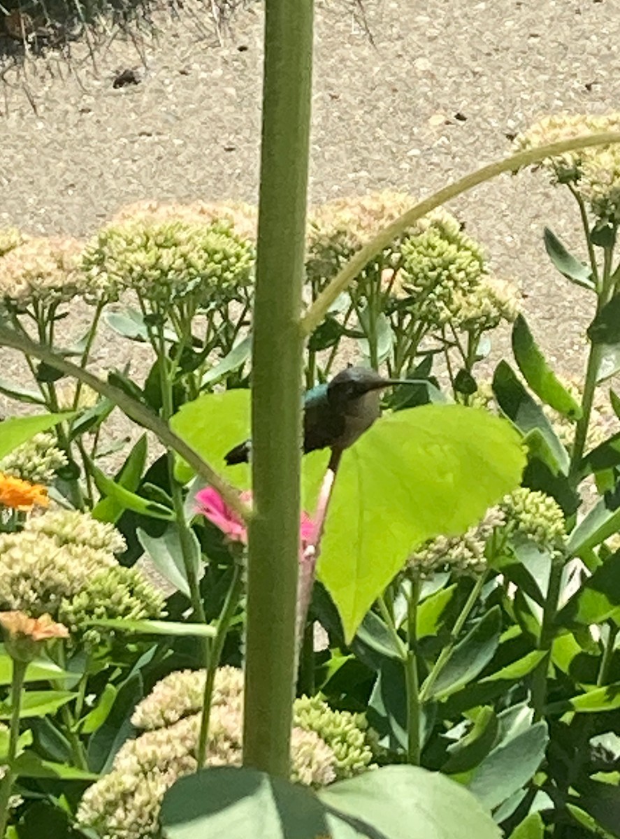 Ruby-throated Hummingbird - ML641060742