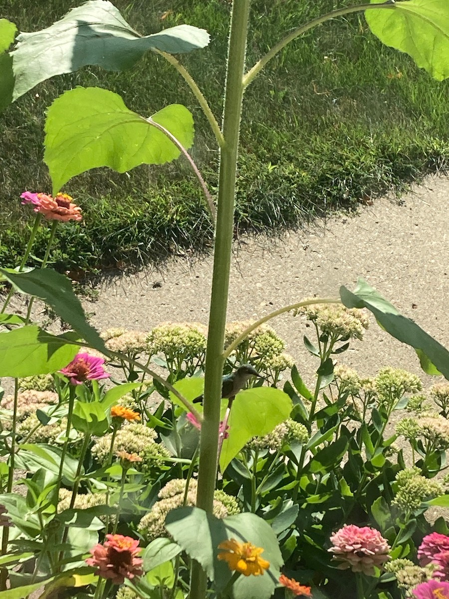 Ruby-throated Hummingbird - ML641060743