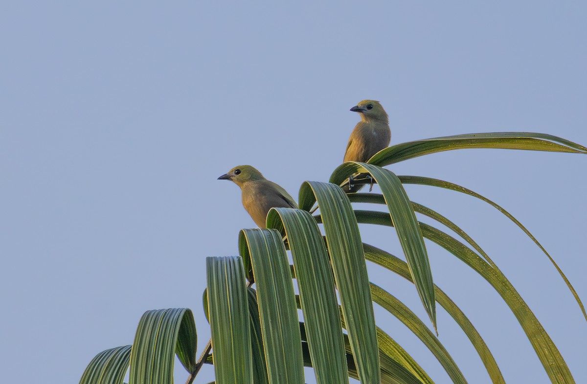 Palm Tanager - ML641060747