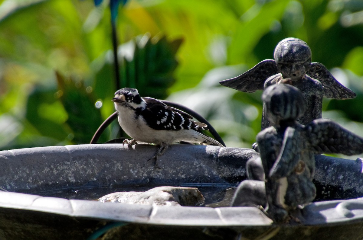 Downy Woodpecker - ML641060752