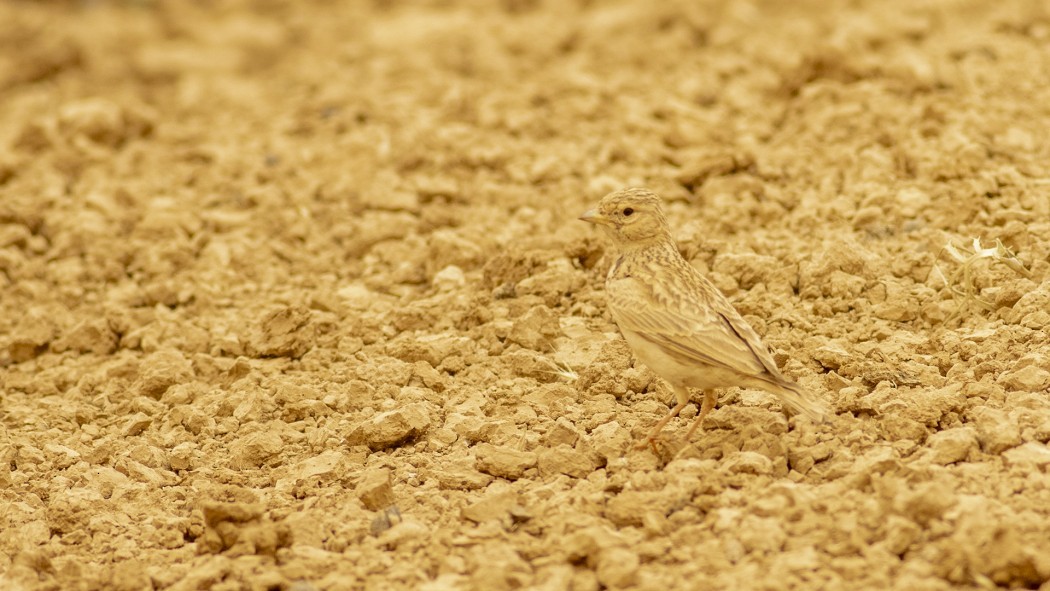 Mediterranean Short-toed Lark - ML641060758