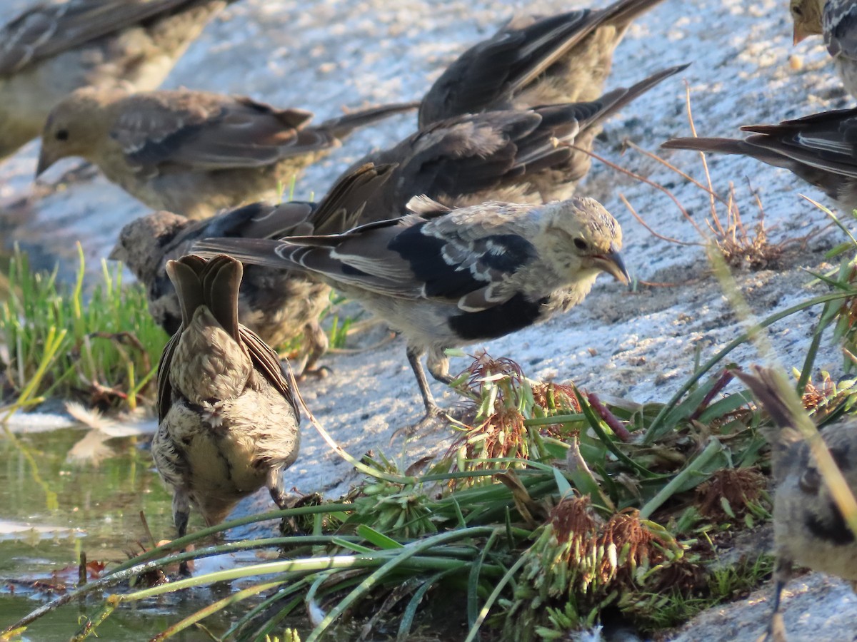 Brown-headed Cowbird - ML641060797
