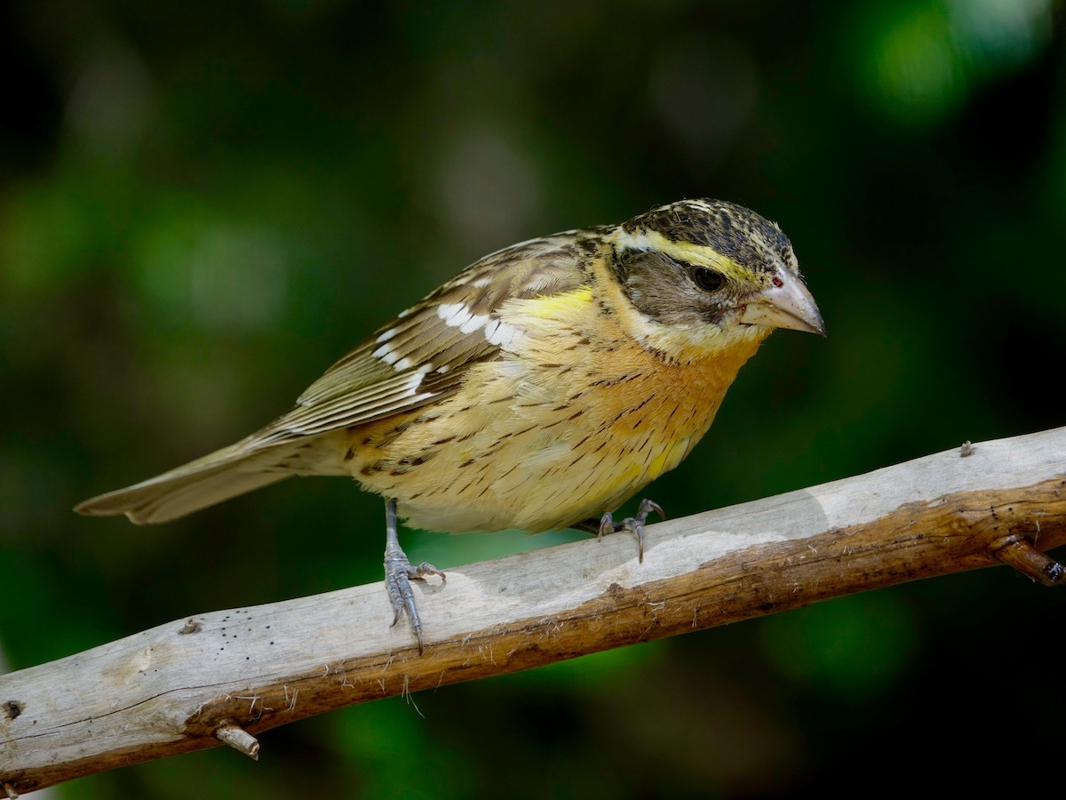 Black-headed Grosbeak - ML641060801