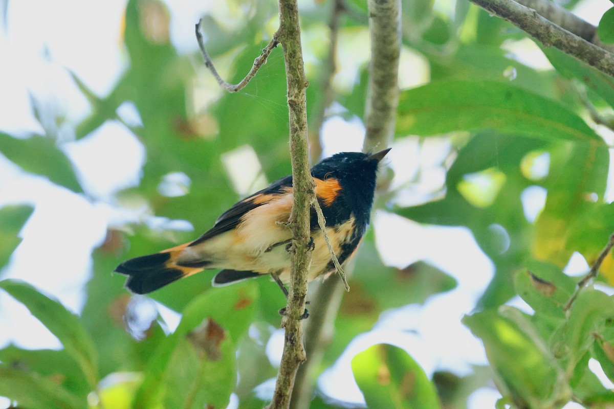 American Redstart - ML641060813