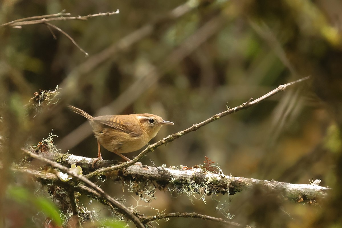 Mountain Wren - ML641060832