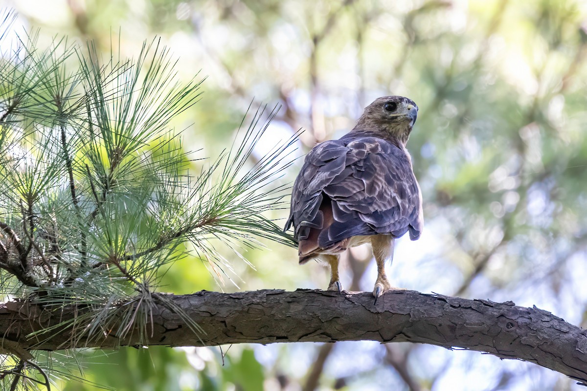 Red-tailed Hawk - ML641060880