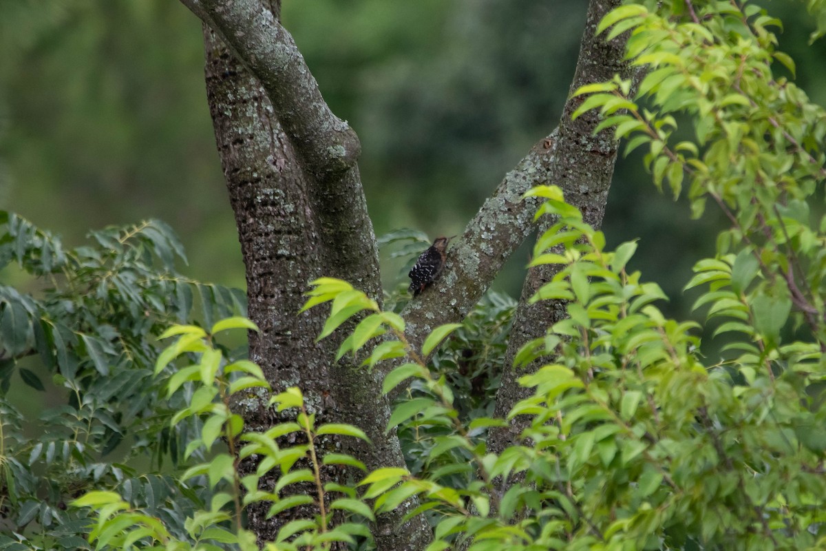 Fulvous-breasted Woodpecker - ML641060908