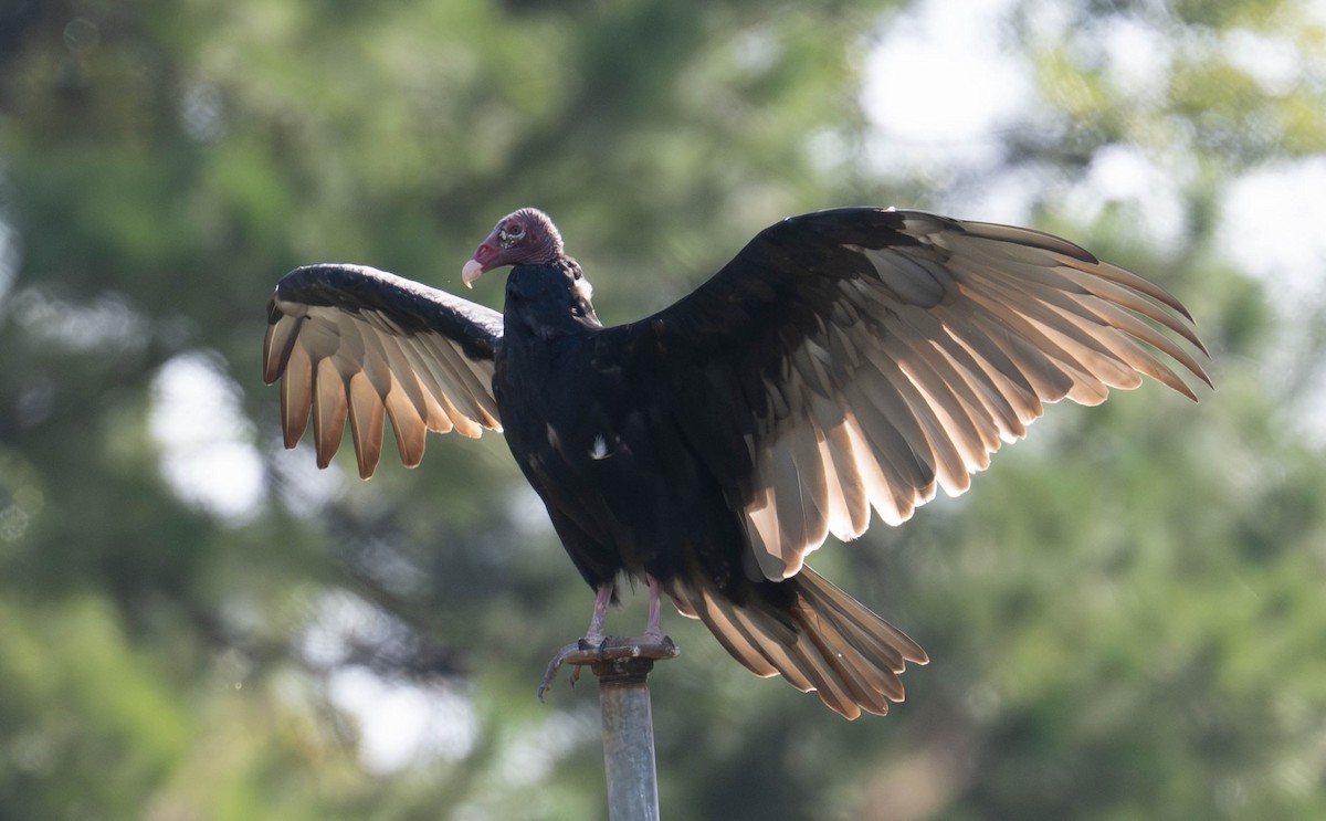 Turkey Vulture - ML641060909