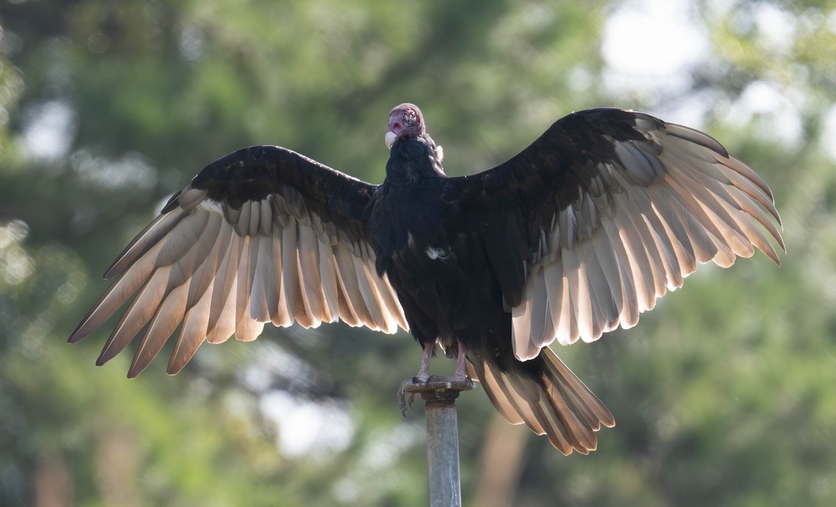 Turkey Vulture - ML641060910