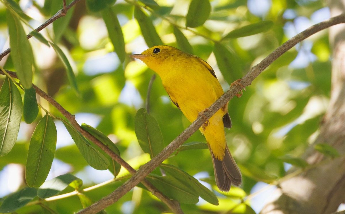 Wilson's Warbler - John Callender