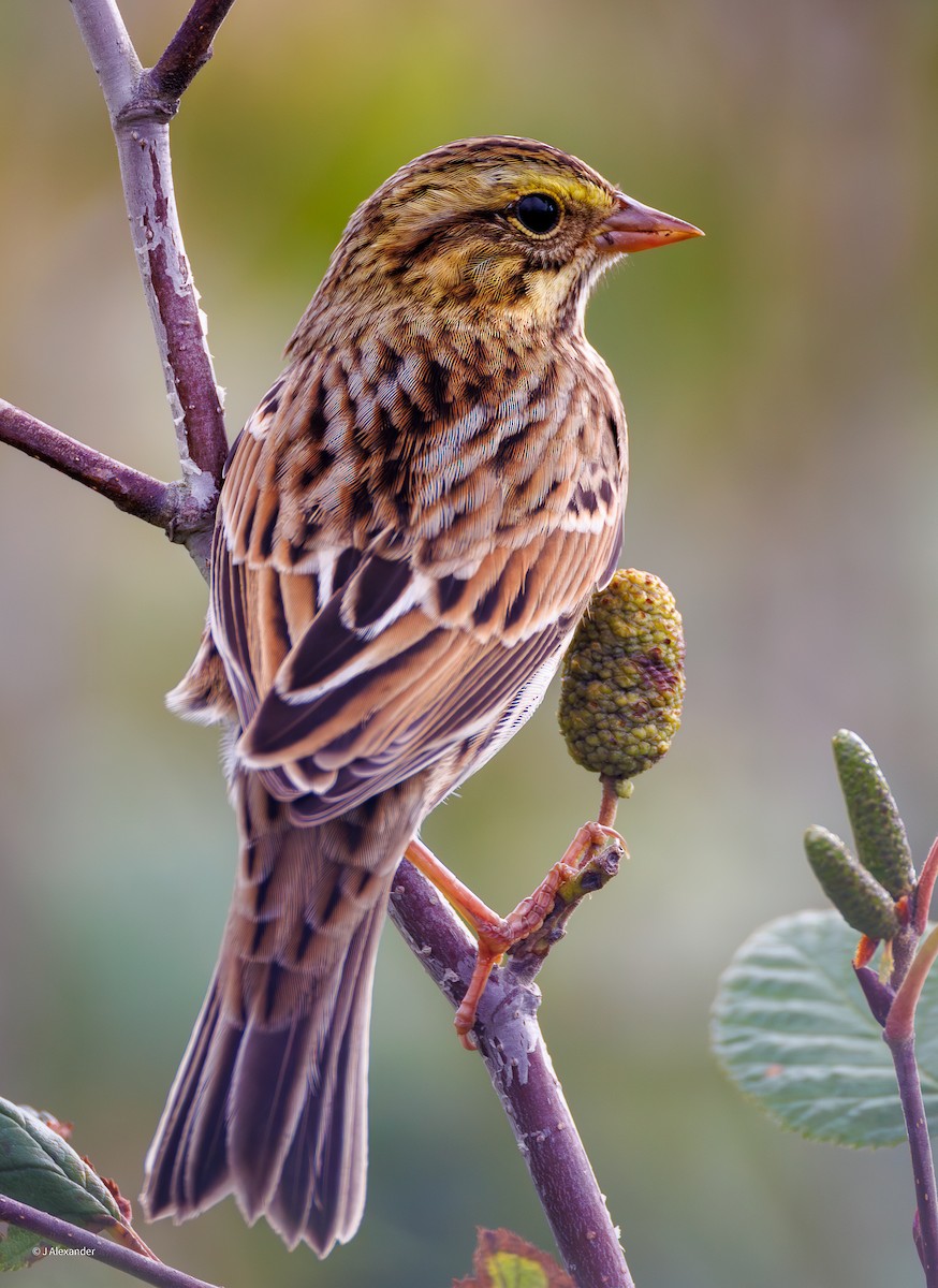 Savannah Sparrow - ML641060966
