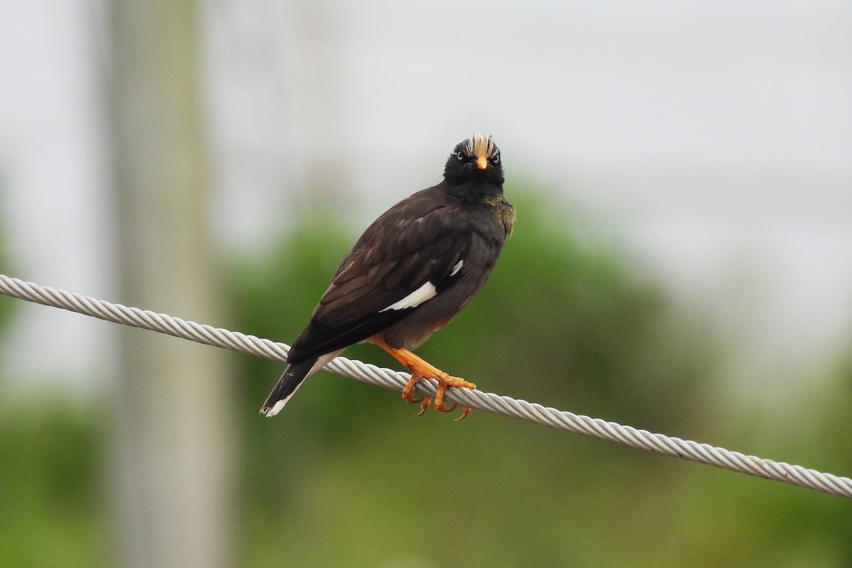 Jungle Myna - ML641060974