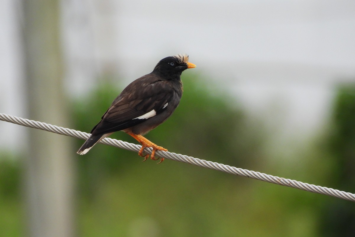 Jungle Myna - ML641060975