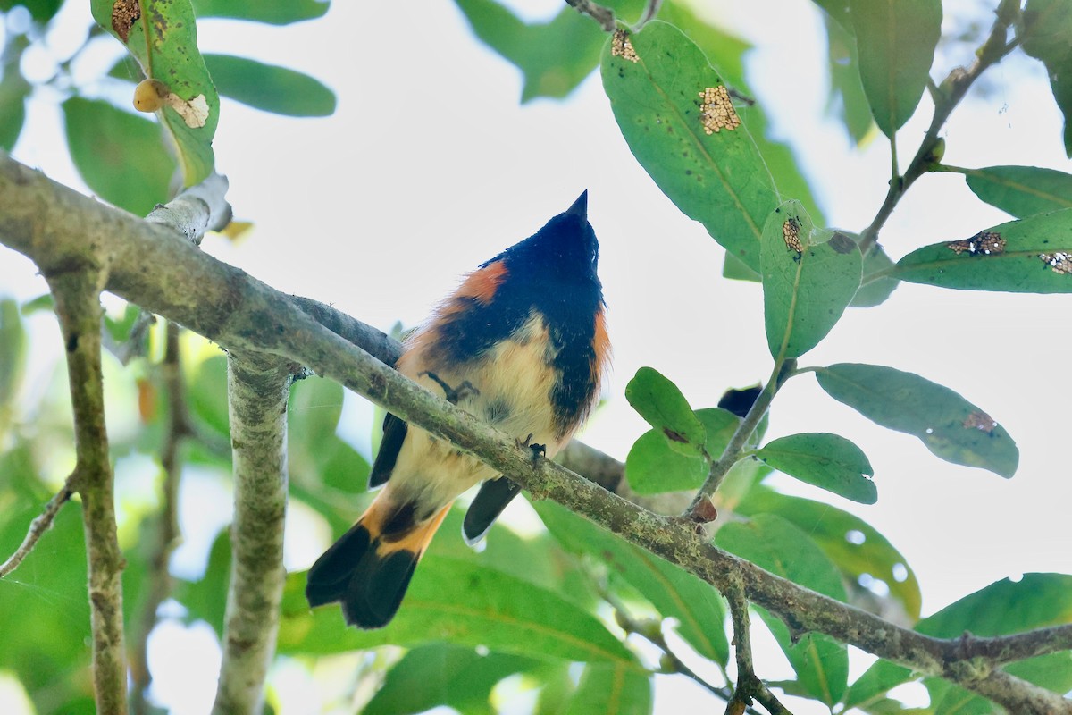 American Redstart - ML641060997
