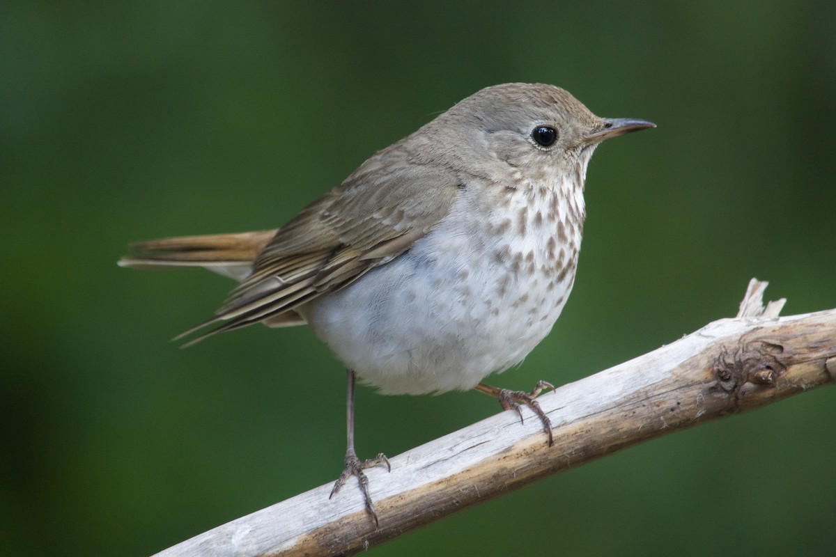Hermit Thrush - ML641061017