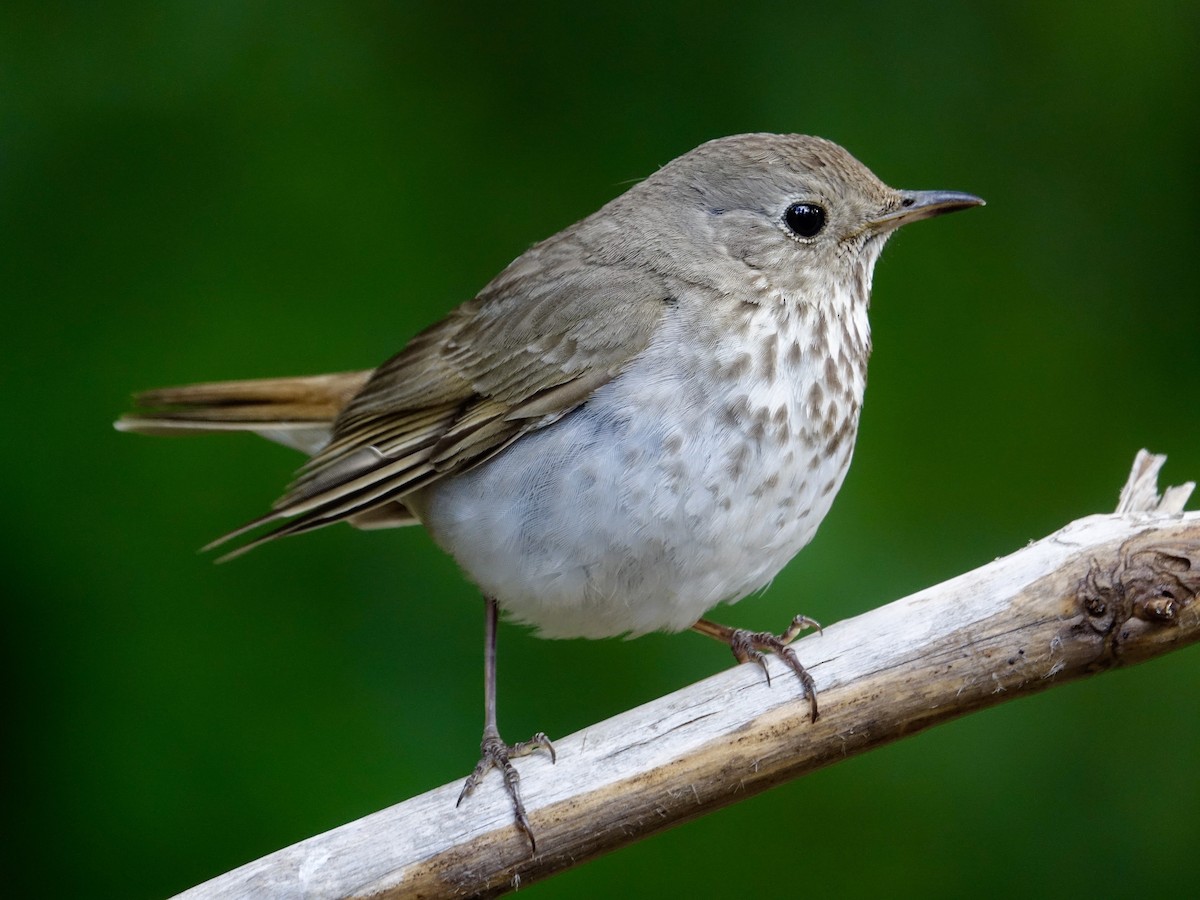 Hermit Thrush - ML641061032