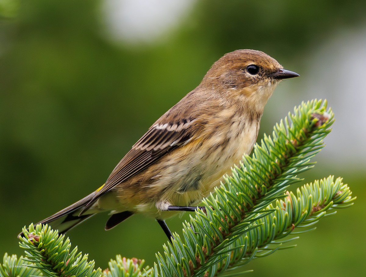 Kronenwaldsänger (coronata) - ML641061101