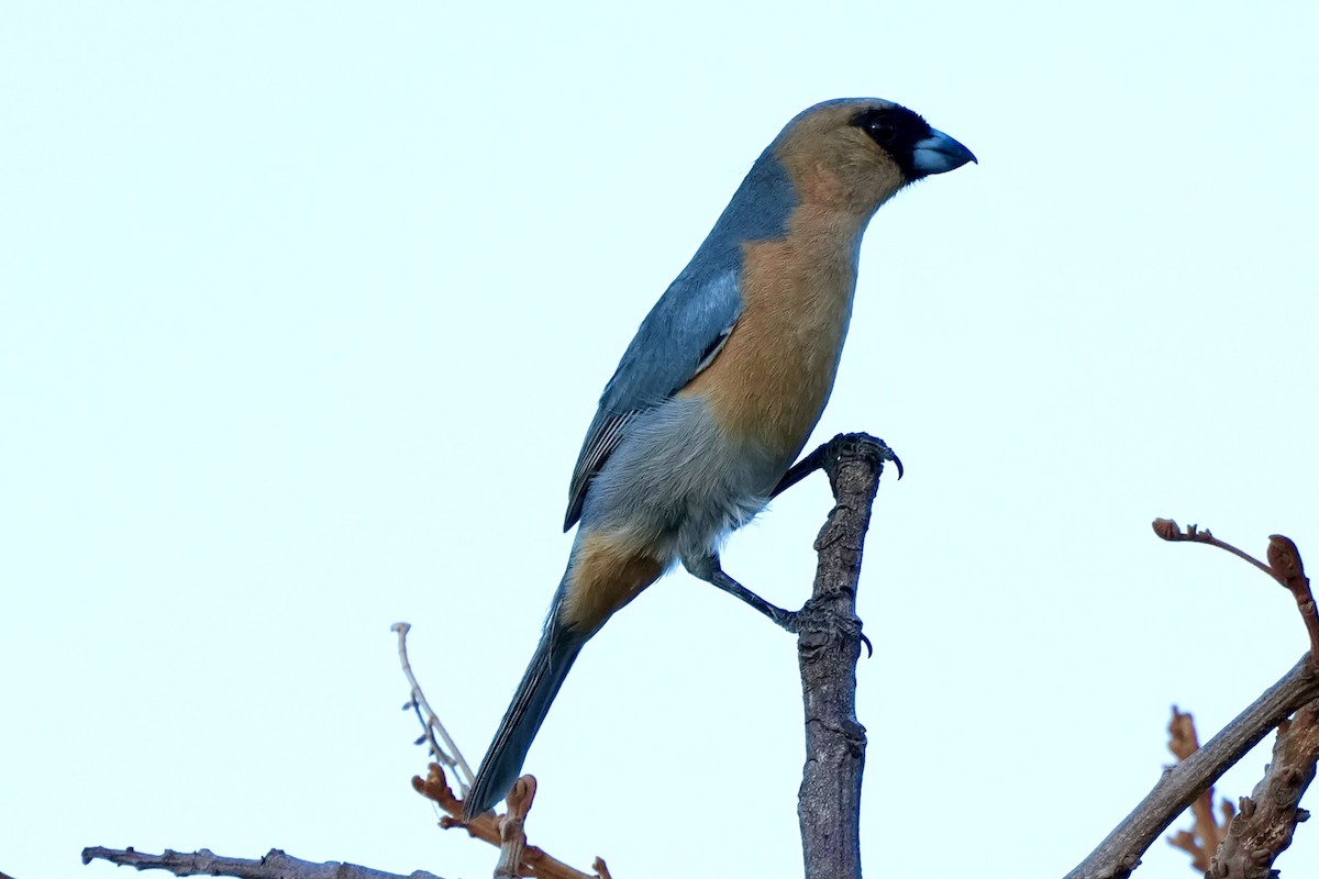 Tangara Canela - ML641061116