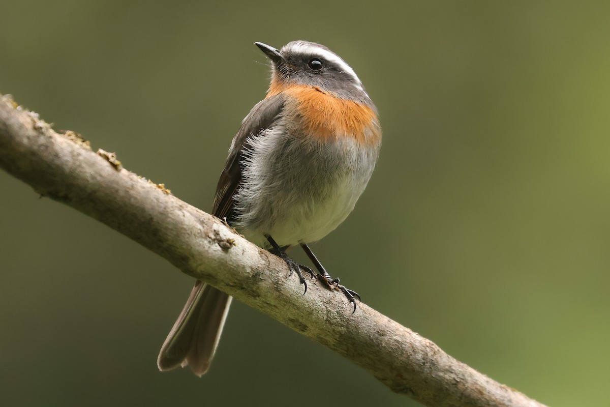 Rufous-breasted Chat-Tyrant - ML641061159