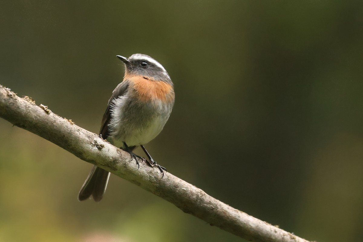 Rufous-breasted Chat-Tyrant - ML641061162