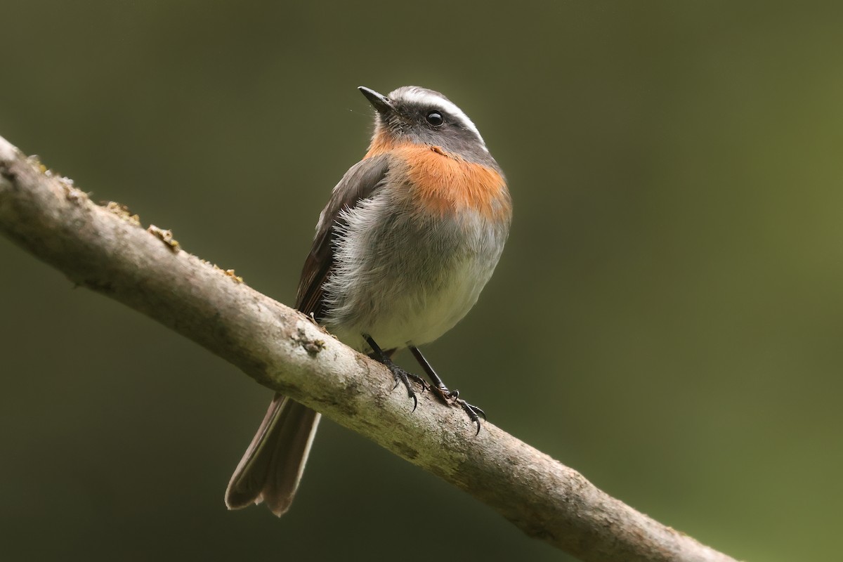 Rufous-breasted Chat-Tyrant - ML641061163