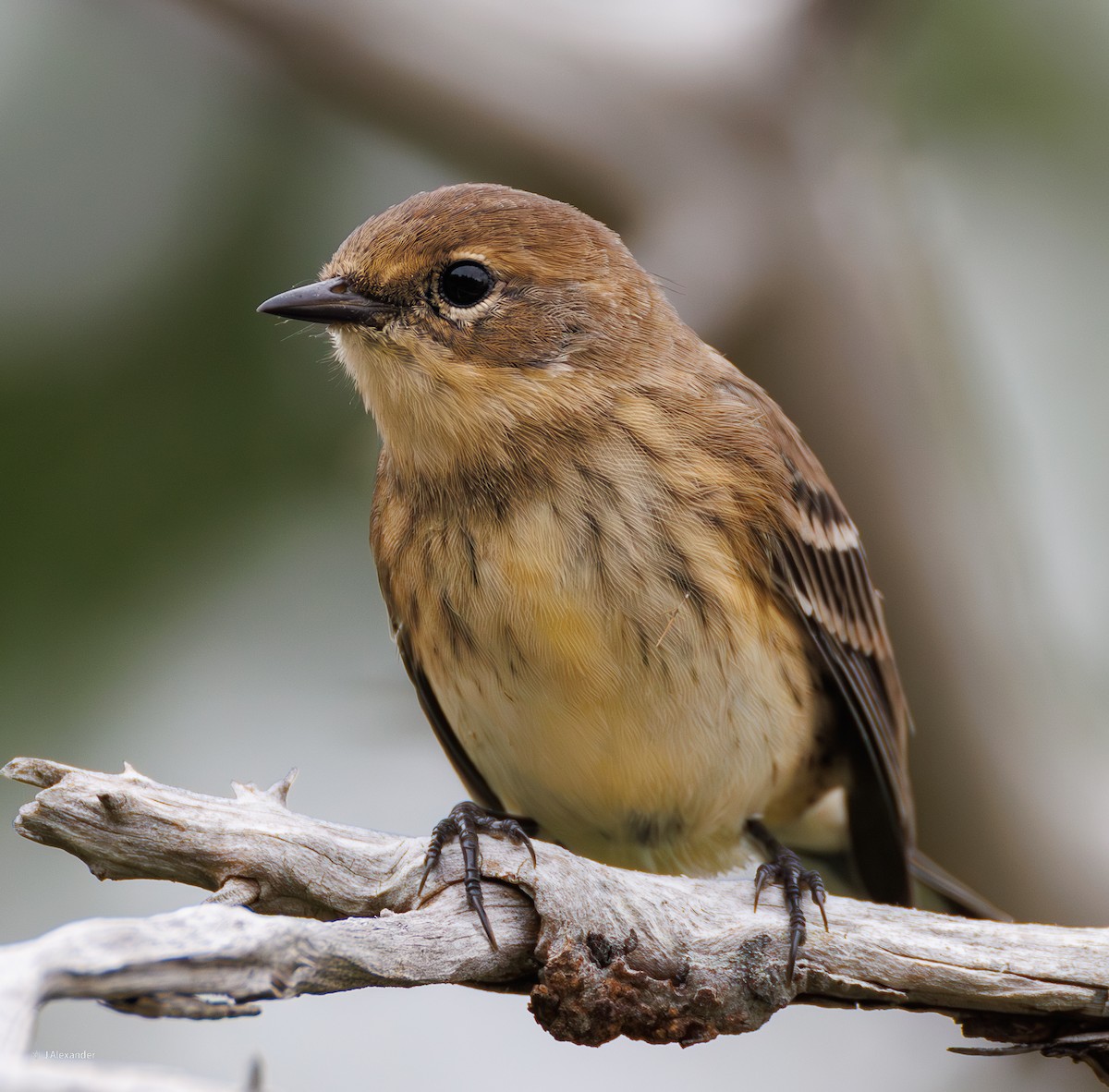 Kronenwaldsänger (coronata) - ML641061169