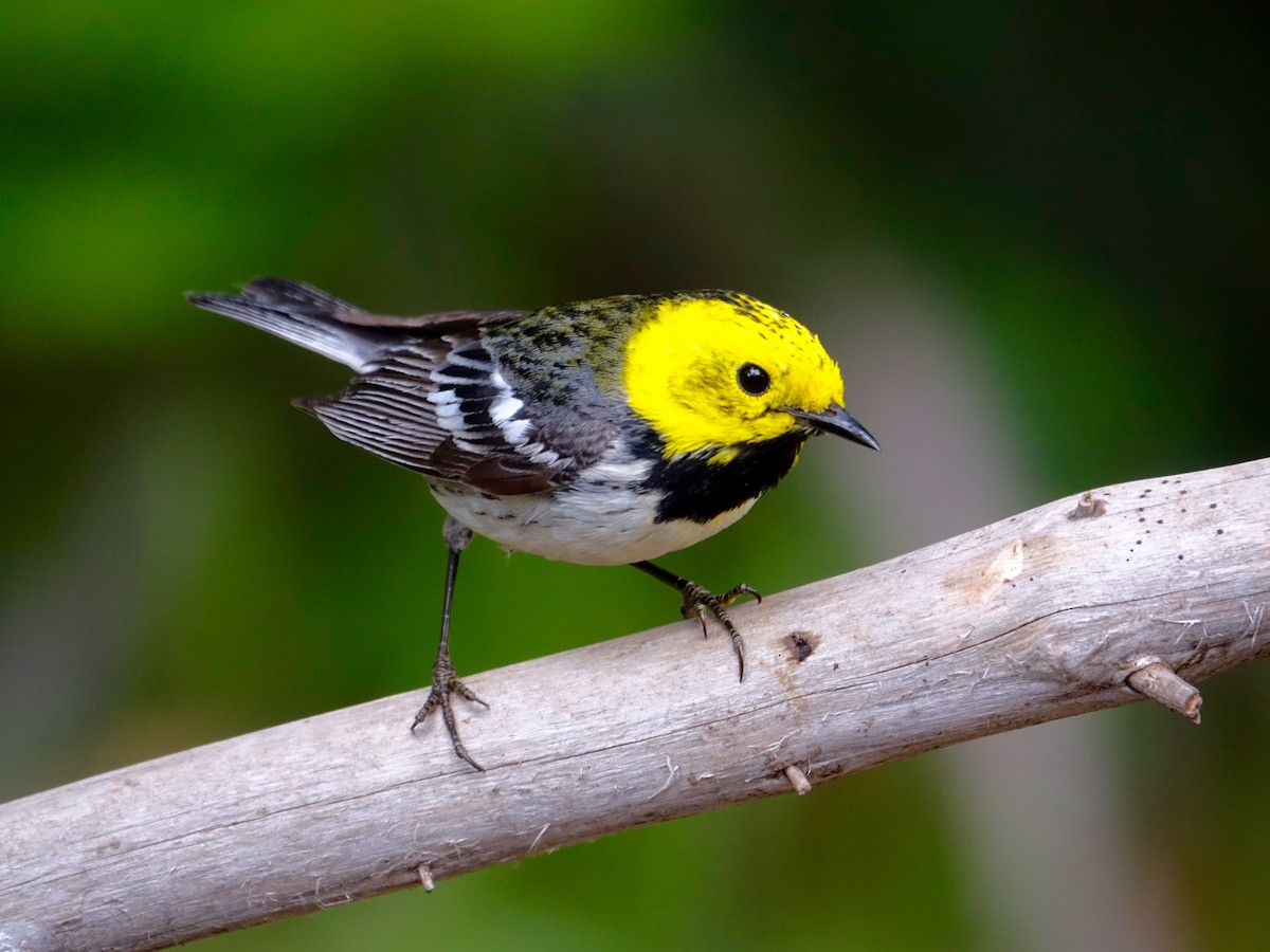 Townsend's x Hermit Warbler (hybrid) - ML641061172