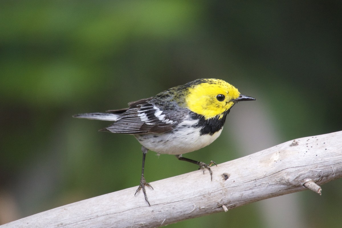 Townsend's x Hermit Warbler (hybrid) - ML641061177
